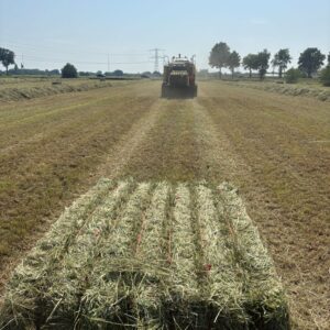 Weidehooi nieuwe oogst voor paarden